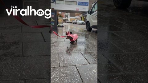 Dachshund Sports a Rain Coat || ViralHog