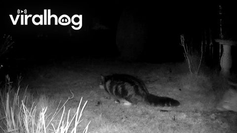 Neighbour's Cat Tries Eating Fox's Dinner || ViralHog