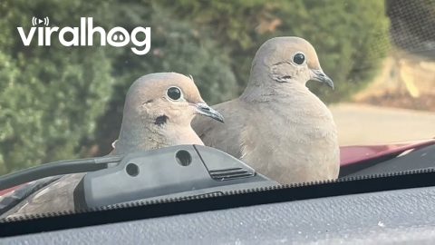 Birds Perch on Moving Car || ViralHog