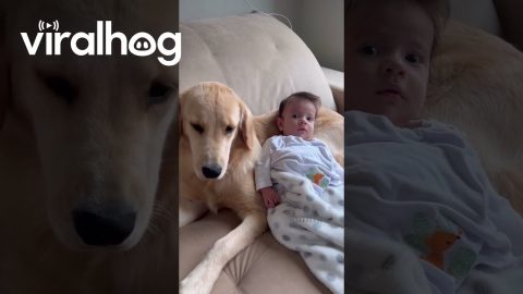 Baby Prefers the Dog's Lap to the Mother's || ViralHog