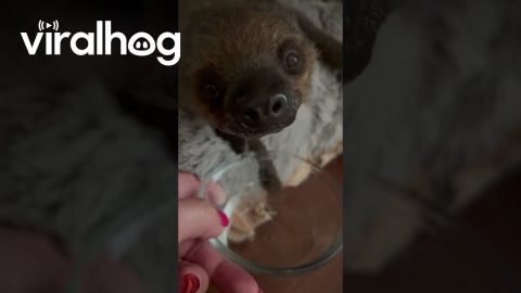 Baby Sloth Blows Water Bubbles || ViralHog