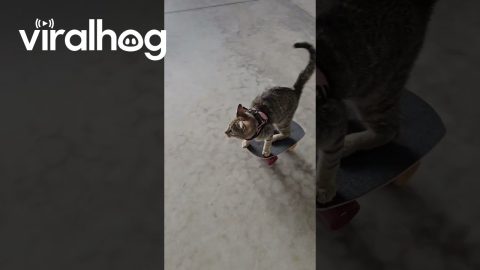 Kitten Rides a Skateboard || ViralHog