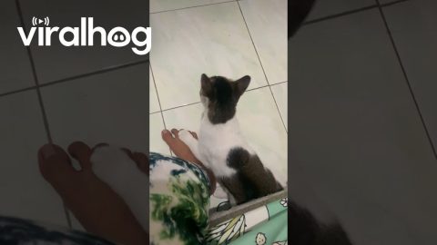 Cat Chases Shoelace In Circles || ViralHog