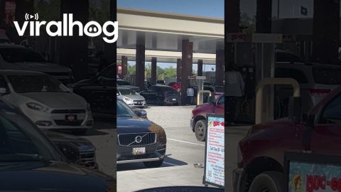 Bees Swarm to One Specific Car at Buc-ee's || ViralHog