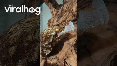 Lizard Eats His Old Skin || ViralHog