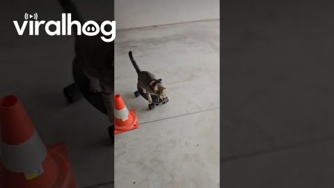 Kitten Rides a Mini Skateboard || ViralHog