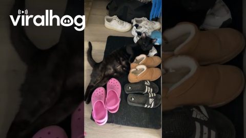 Black Cat Lounges With Legs Stretched Out || ViralHog
