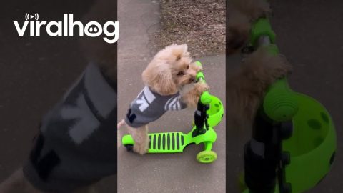 Toy Poodle Rides a Scooter || ViralHog