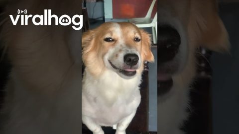 Happy Dog Greets Owner at the Door || ViralHog