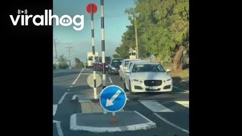 Ducks Politely Use Crosswalk || ViralHog