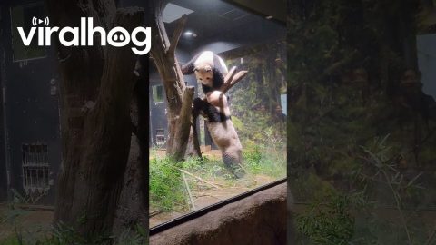 Pandas Play at Zoo in Japan || ViralHog