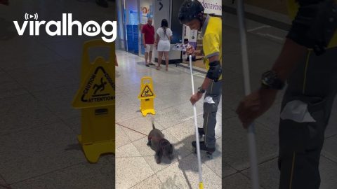 Puppy Plays With Mop at Shopping Mall || ViralHog