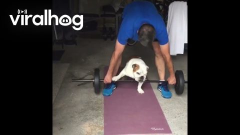 Bulldog Lifts Weights With Owner || ViralHog