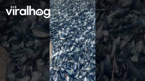 Millions of Small Blue Creatures Wash Up On Oregon Coast || ViralHog