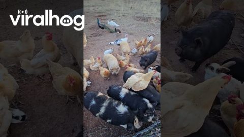 Chickens Hitch a Ride on the Backs of Pigs || ViralHog