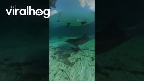 Dolphin Swims Under Portable Boat || ViralHog