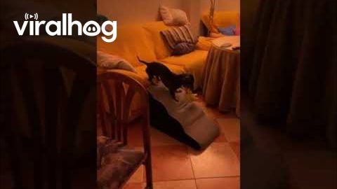 Miniature Dachshund Banana Thief || ViralHog