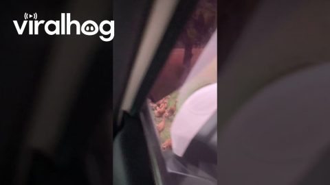 Car Stopped By Flood of Migrating Ducks || ViralHog