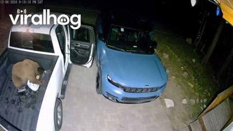 Black Bears Looking For Food in Unlocked Vehicles || ViralHog