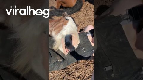 Sleepy Clydesdale Takes a Nap on a Girl's Lap || ViralHog