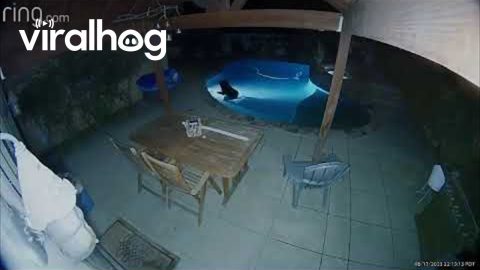 Bear Takes Nighttime Swim In California Pool || ViralHog