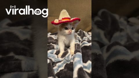 Kitten Wears a Tiny Sombrero || ViralHog