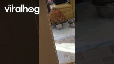 Clumsy Orange Cat Creates Chaos With Water Fountain || ViralHog