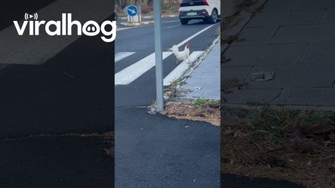 Chicken Uses a Crosswalk || ViralHog