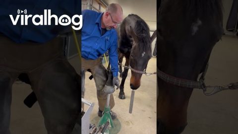 Farrier Has a New Apprentice || ViralHog