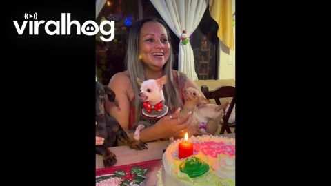 Bowtie-Wearing Chihuahua Forced to Sit Next to His Nemesis || ViralHog