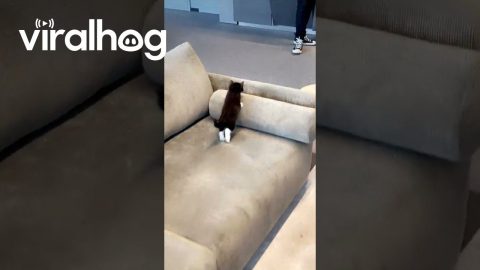 Tiny Kitten Climber Gets Surprised by Rolling Pillow || ViralHog