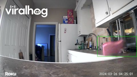 Mouse Steals Kitchen Sponge || ViralHog