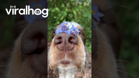 Bonnie Balances Forget-Me-Nots on Her Nose || ViralHog