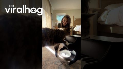 Cat Taught To Play Piano Using Classical Conditioning || ViralHog