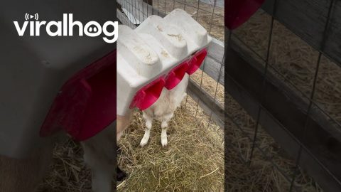 Greedy Goats Get Their Heads Stuck in a Feeder || ViralHog
