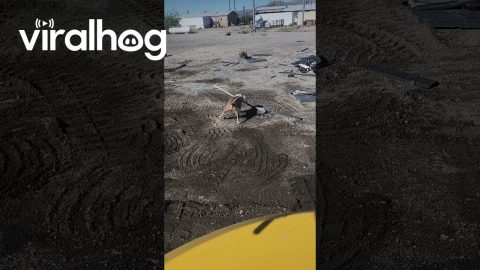 Dog Shows Up With Shovel Ready to Dig || ViralHog