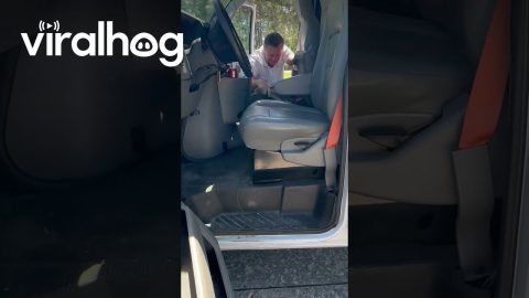 Monitor Lizard Stow Away Found in Vehicle || ViralHog