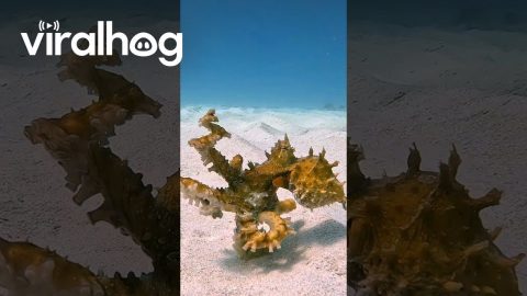 Octopus Takes a Sandy Stroll || ViralHog