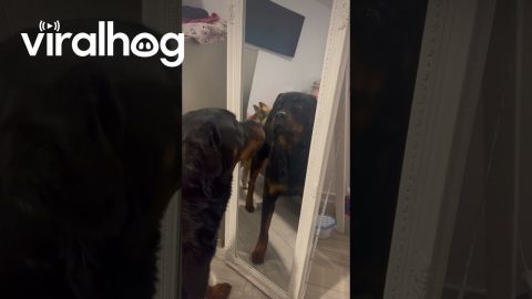 Who's That Dog in the Mirror? || ViralHog