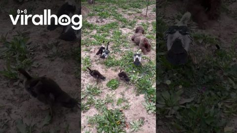 Pup Crawls Alongside Waddling Ducks || ViralHog