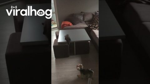 Epic Game of Tag Between Dog and Ferret Best Friends || ViralHog