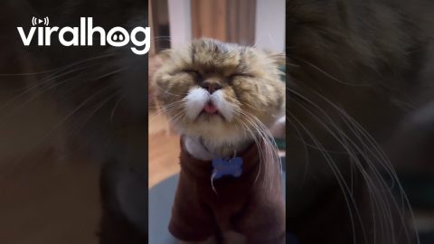 Sleepy Cat || ViralHog