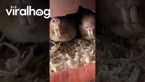 Mole Teeth Chatter At Mealtime || ViralHog