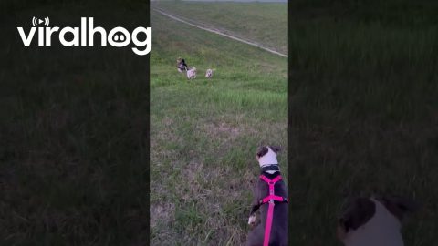 Dogs Drag Owner Downhill || ViralHog