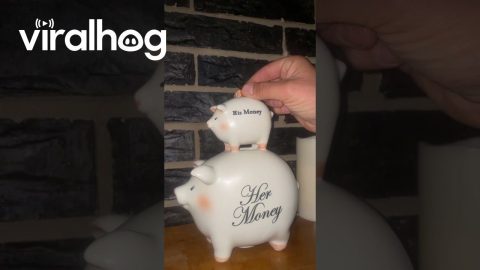 His And Hers Piggy Bank || ViralHog