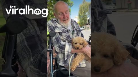 Nursing Home Neighbor Becomes Poodle's Best Bud || ViralHog