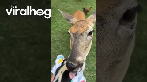 Orphaned Baby Skunk Introduced To Friendly Deer || ViralHog