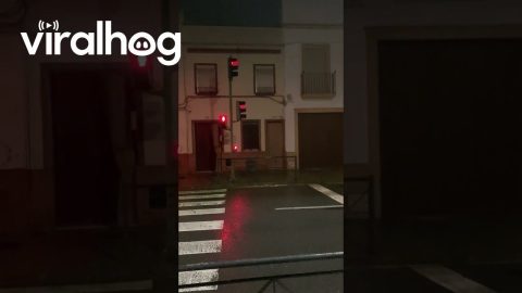 Greyhound Waits at Red Light || ViralHog
