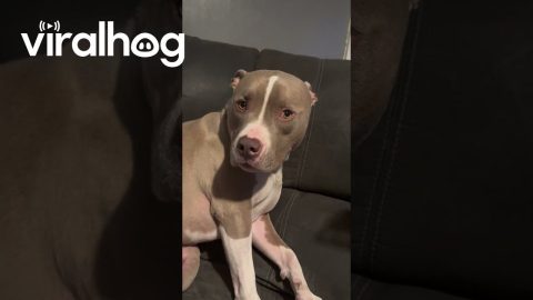 Who Ate All the Hamburger Buns? || ViralHog