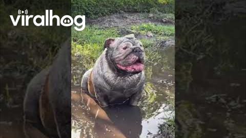 Bulldogs Play in Mud Puddles || ViralHog